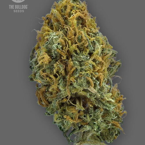 The Bulldog Seeds TB Skittlez Auto