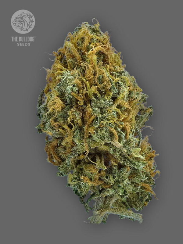 The Bulldog Seeds TB Skittlez Auto