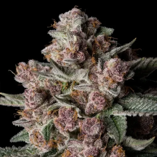 Silent Seeds Cannabis Seeds Tropical Jam Nőiesített 10 db