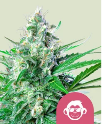 Royal Queen Seeds Cannabis Seeds Grape Ape Feminized 10 db