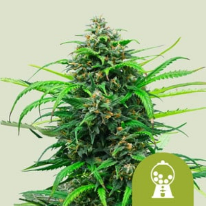 Royal Queen Seeds Cannabis Seeds Pink Runtz Auto 10 db