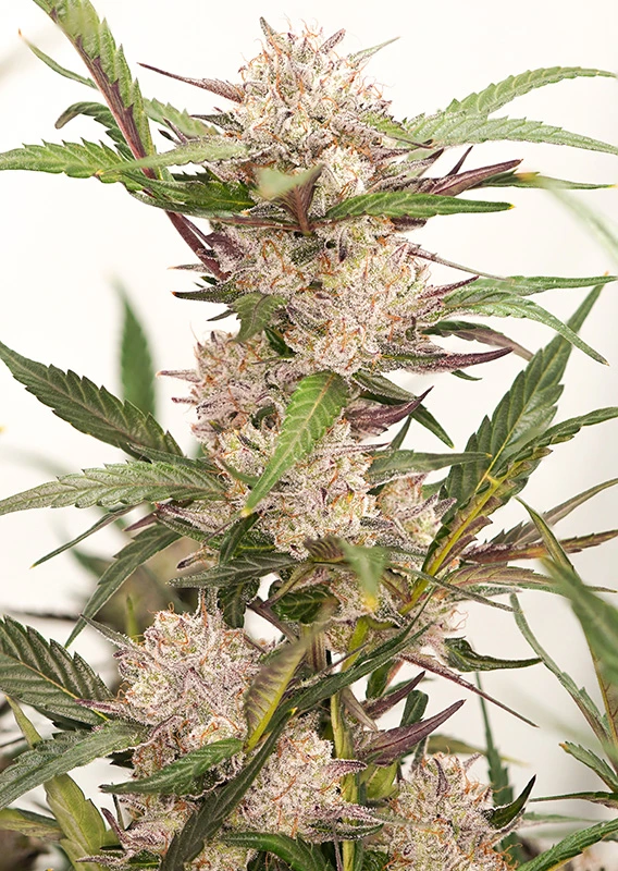 Dutch Passion Cannabis Seeds Auto Mimosa Punch® Autoflowering 100 gramm