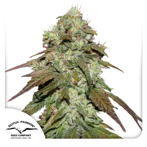 Dutch Passion Cannabis Seeds CBD Mazar Feminized 100 db