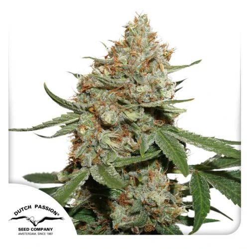 Dutch Passion Cannabis Seeds Skunk #11® Feminized 100 db