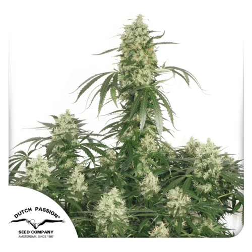 Dutch Passion Cannabis Seeds The Ultimate® Feminized 100 db