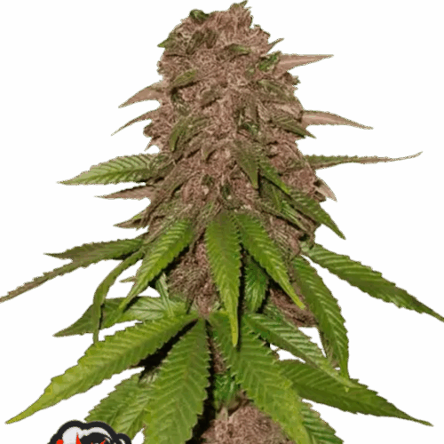 Fast Buds Cannabis Seeds C4 Auto 100 db