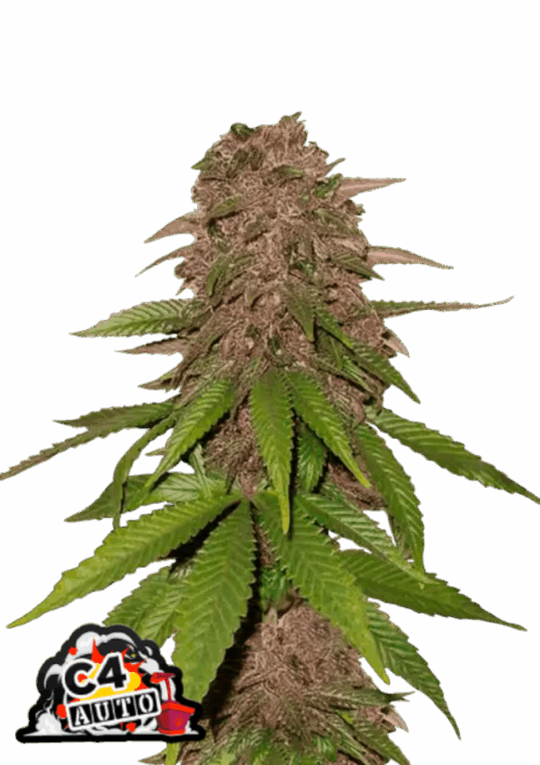 Fast Buds Cannabis Seeds C4 Auto 100 db