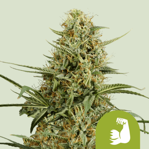 Royal Queen Seeds Cannabis Seeds Hulkberry Auto 25 db