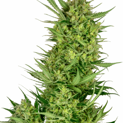 Sensi Seeds Cannabis Seeds Buttercream Gelato Feminized