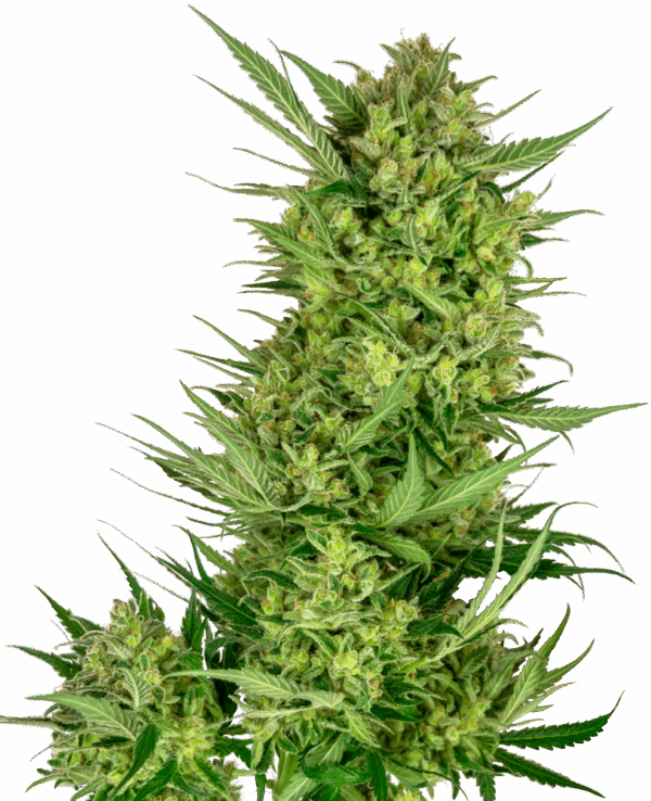 Sensi Seeds Cannabis Seeds Buttercream Gelato Feminized
