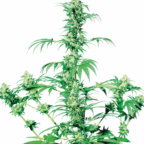 Sensi Seeds Cannabis Seeds Early Girl® Regular