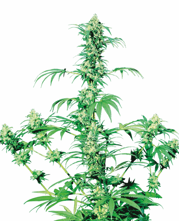 Sensi Seeds Cannabis Seeds Early Girl® Regular