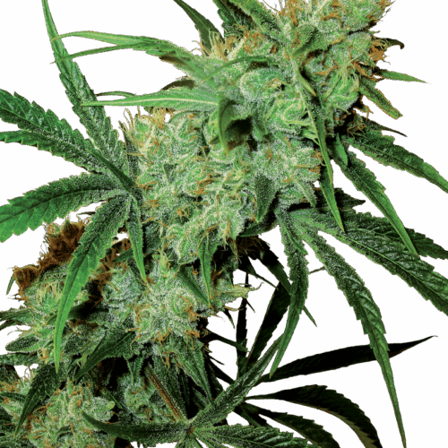Sensi Seeds Cannabis Seeds Fruity Juice® Regular