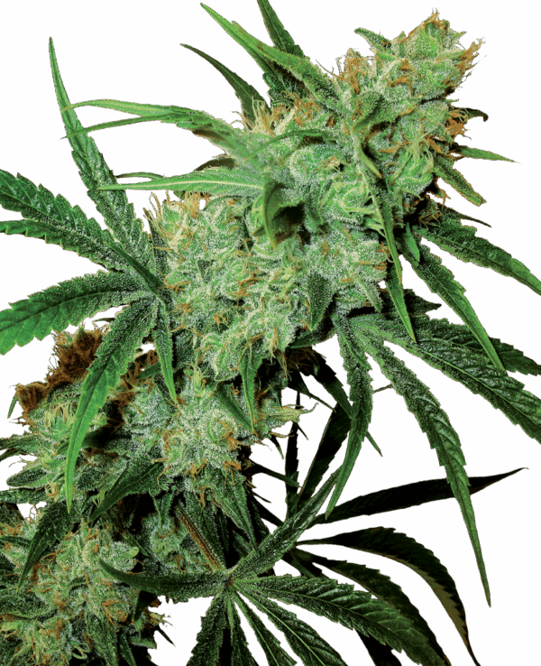 Sensi Seeds Cannabis Seeds Fruity Juice® Regular