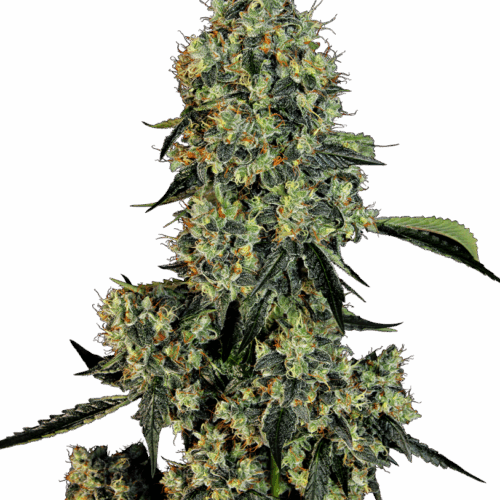 Sensi Seeds Cannabis Seeds OG Kush Feminized by White Label