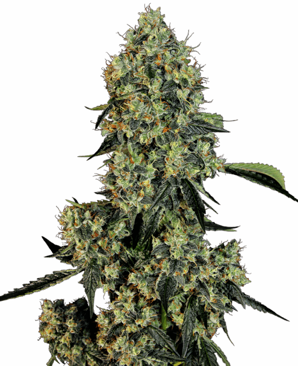 Sensi Seeds Cannabis Seeds OG Kush Feminized by White Label