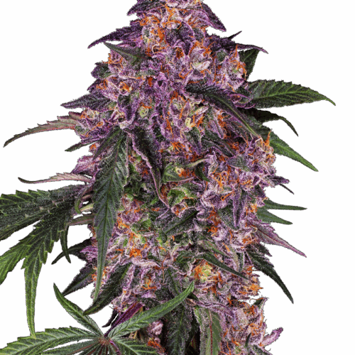 Sensi Seeds Cannabis Seeds Sensi Purple Kush® Feminized