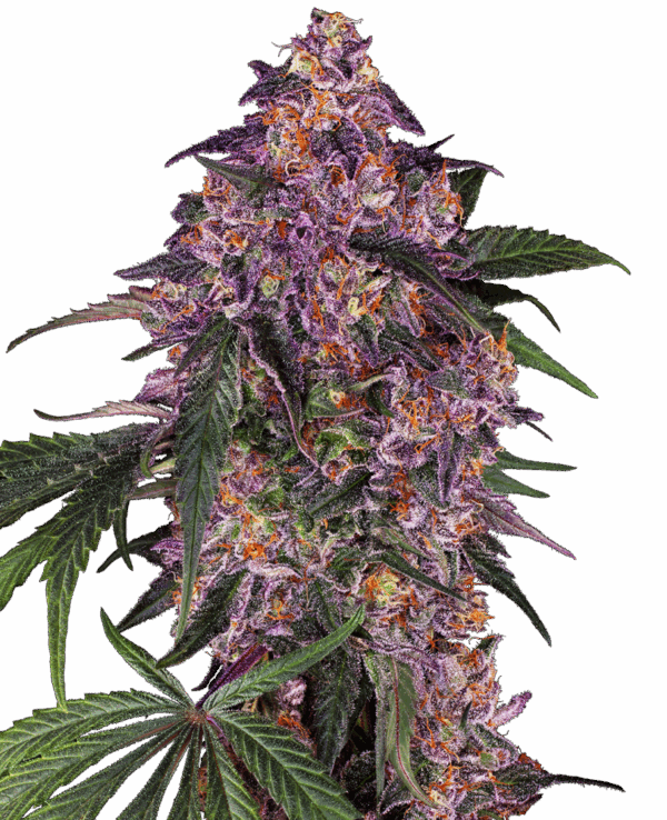 Sensi Seeds Cannabis Seeds Sensi Purple Kush® Feminized