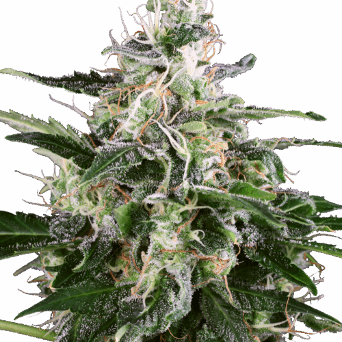 Sensi Seeds Cannabis Seeds White Skunk Automatic Feminized by White Label