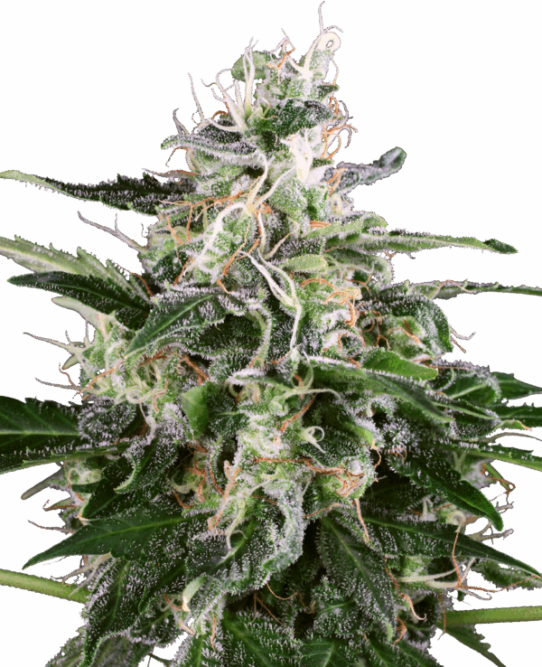 Sensi Seeds Cannabis Seeds White Skunk Automatic Feminized by White Label