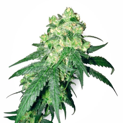 Sensi Seeds Cannabis Seeds White Rhino Regular