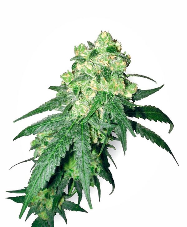 Sensi Seeds Cannabis Seeds White Rhino Regular
