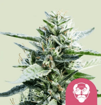Royal Queen Seeds Cannabis Seeds Grandaddy Purple Nőiesített 10 db