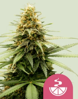 Royal Queen Seeds Cannabis Seeds Lemon Skunk Nőiesített 10 db