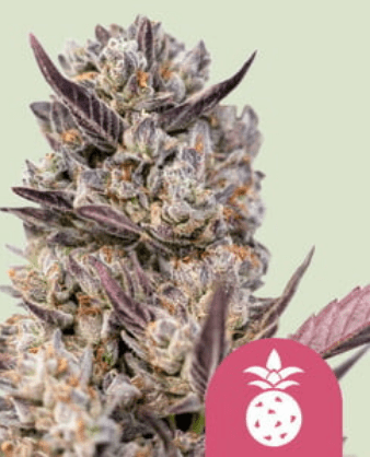 Royal Queen Seeds Cannabis Seeds Tropicana Cookies Purple Nőiesített 10 db