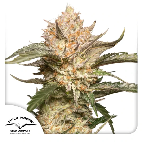 Dutch Passion Cannabis Seeds Auto Trichome & Cream® Autoflowering 100 db