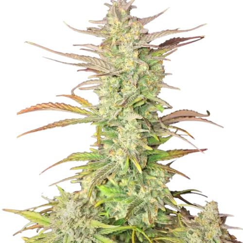Fast Buds Z-Up Autoflowering kannabiszmagok 100 db