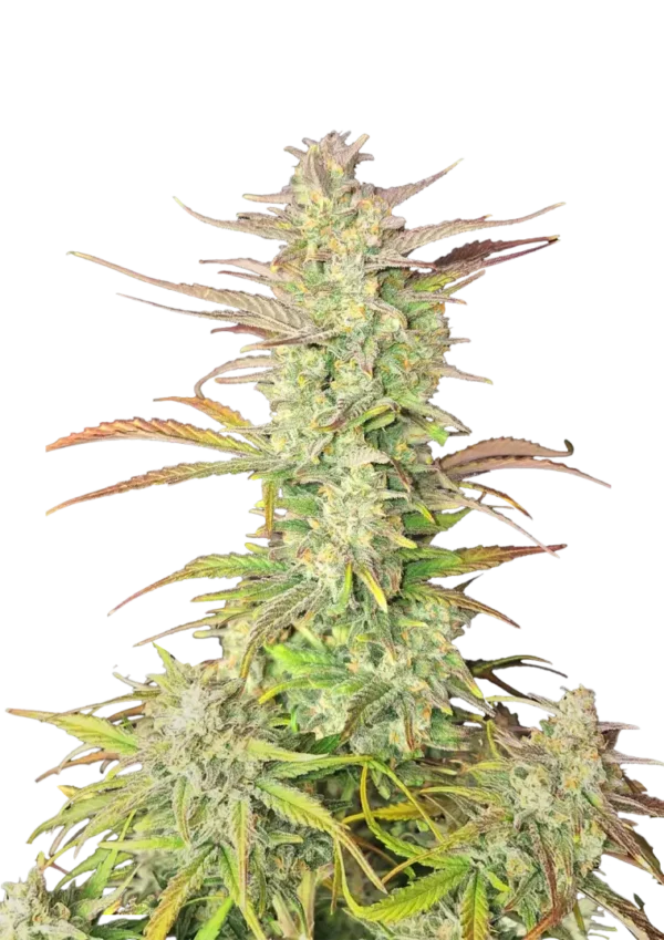 Fast Buds Z-Up Autoflowering kannabiszmagok 100 db