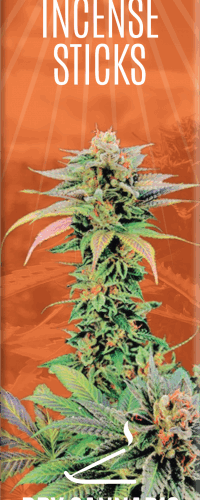Cannabis tömjénrudak Dry Cannabis & Mango