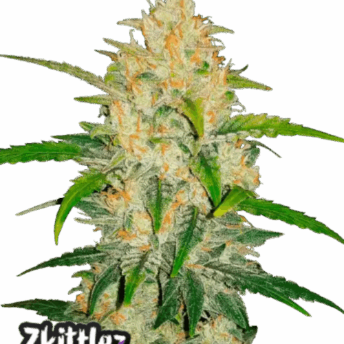 Fast Buds Cannabis Seeds Zkittlez Auto 100 db