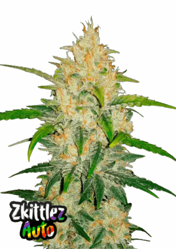Fast Buds Cannabis Seeds Zkittlez Auto 100 db