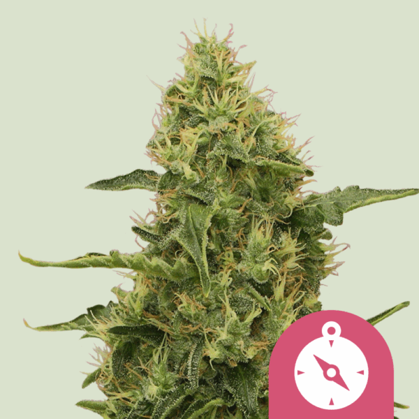 Royal Queen Seeds Cannabis Seeds Northern Light Feminized 25 db