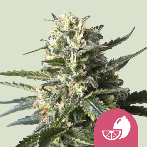 Royal Queen Seeds Cannabis Seeds Lemon Shining Silver Haze Feminized 25 db