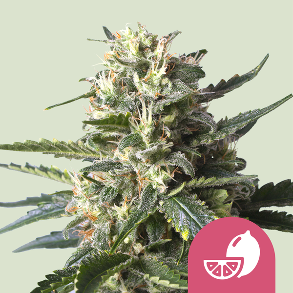 Royal Queen Seeds Cannabis Seeds Lemon Shining Silver Haze Feminized 25 db