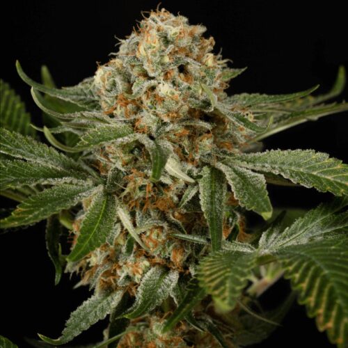 Silent Seeds Classic Cannabis Seeds OG Kush Feminized 10 db