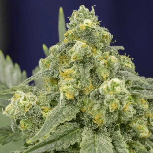 Silent Seeds Classic Cannabis Seeds White Widow Nőiesített 10 db