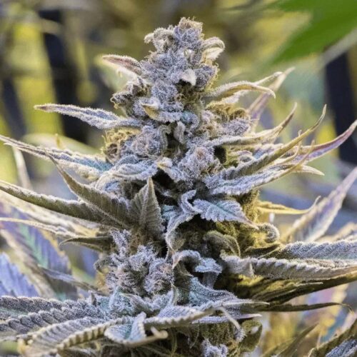 Silent Seeds Egzotikus Cannabis Seeds Cookielato Feminized 10 db