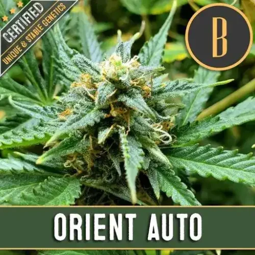 Blimburn Seeds Cannabis Seeds Orient Auto 3 pár