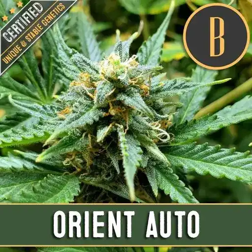 Blimburn Seeds Cannabis Seeds Orient Auto 3 pár