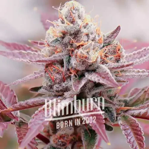 Blimburn Seeds Cannabis Seeds Glookies Nőiesített 100 db