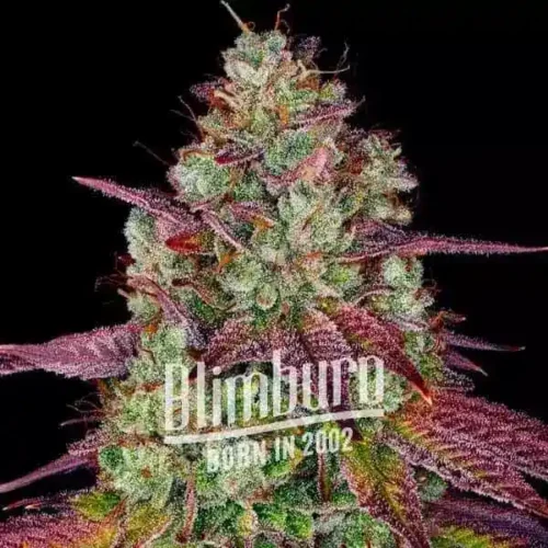 Blimburn Seeds Cannabis Seeds Mimosa Feminized 100 db