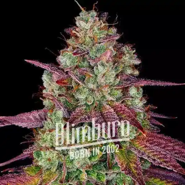 Blimburn Seeds Cannabis Seeds Mimosa Feminized 100 db
