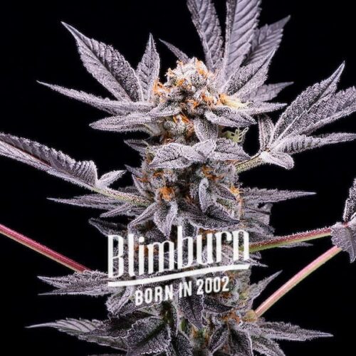 Blimburn Seeds Cannabis Seeds Zoap Nőiesített 100 db