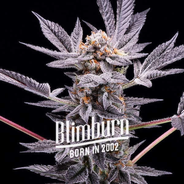 Blimburn Seeds Cannabis Seeds Zoap Nőiesített 100 db