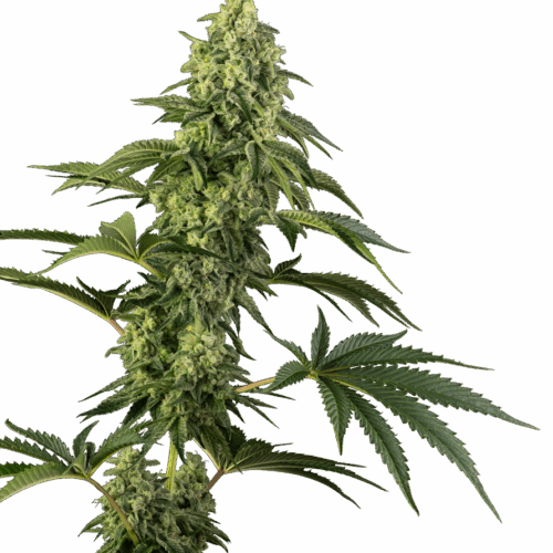 Sensi Seeds Cannabis Seeds Cosmic Kiss® Feminized