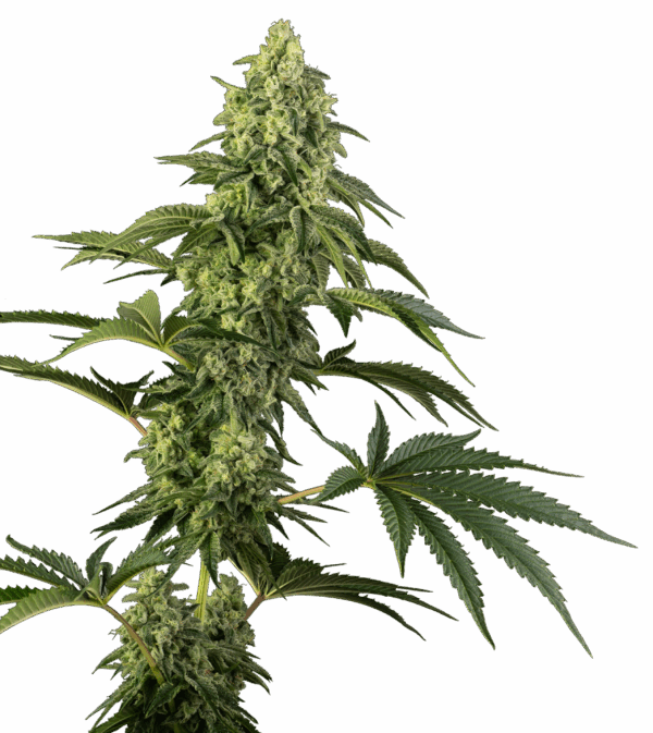 Sensi Seeds Cannabis Seeds Cosmic Kiss® Feminized